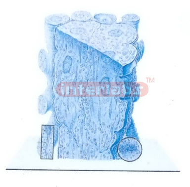 THREE DIMENSIONAL MODEL OF ULTRASTRUCTURE OF PURKINJE FIBRE